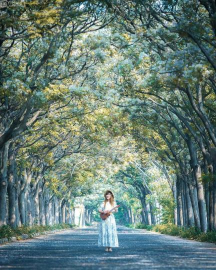 苦楝花隧道漸層整排邁開...