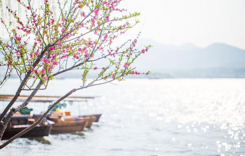 【西湖畔百花盛開】趙高翔／圖文...