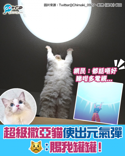 😺：奴才，朕嘅願望係要多啲罐罐！...