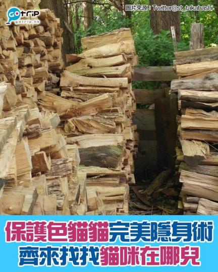 大家找到貓咪在哪兒嗎？...