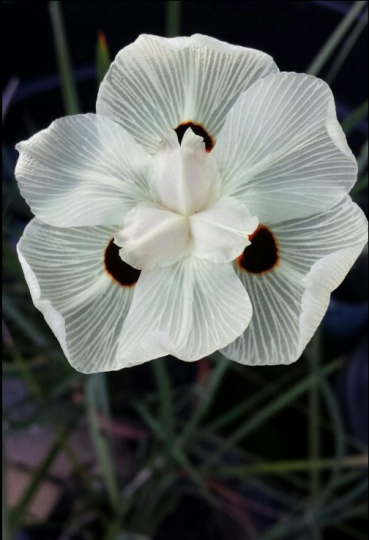 這朵白色的花很剔透......