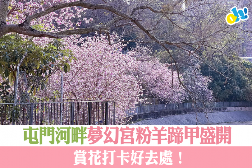 屯門河畔宮粉羊蹄甲盛開，賞花打卡好去處...