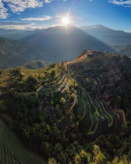 私人的「毛毛蟲山瑪嵐茶園」種植超過2萬株櫻花...