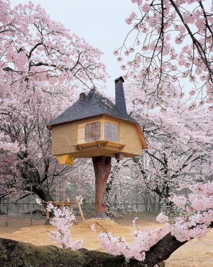 粉嫩櫻花海中出現浪漫樹屋...