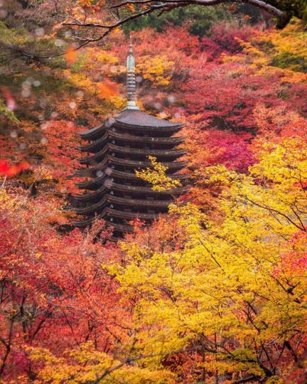身為知名春天賞櫻、秋天賞楓名勝的「談山神社」...