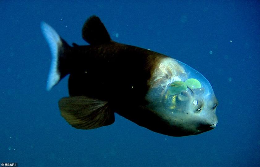 深海出現「腦袋透明的魚」好像外星生物...