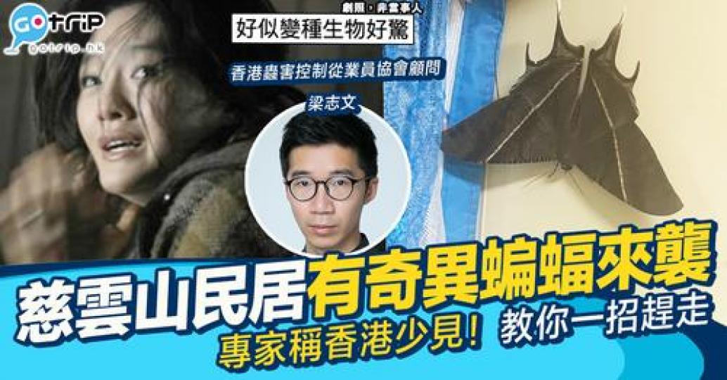 如果屋企見到除咗會尖叫之外，真係唔夠膽掂佢...