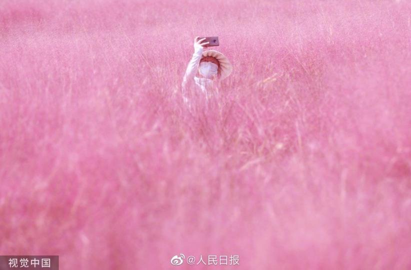 粉黛花海如煙似霞.......
