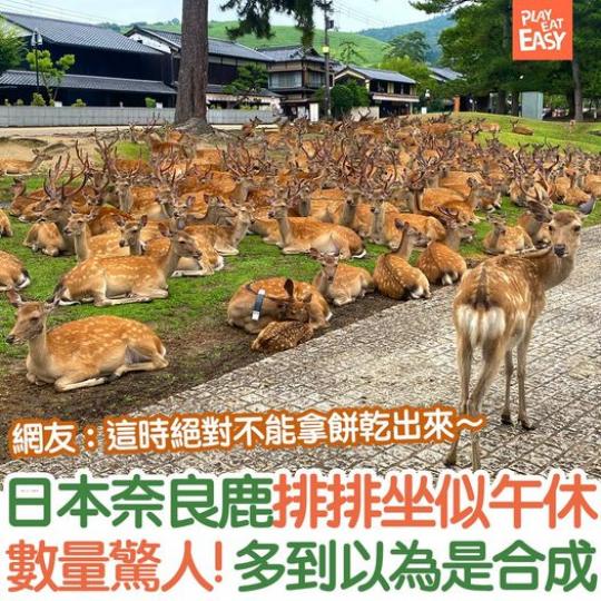 數量驚人一時被嚇到.......