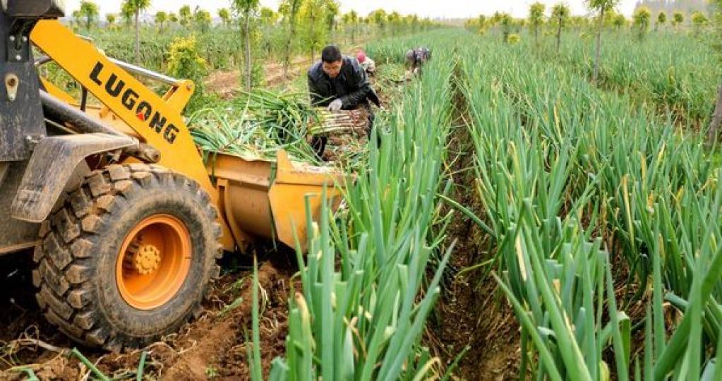 In Handan, Hebei province, known as the "hometown of green Onions", farmers are busy with a bumper... In Handan, Hebei province, known as the "hometown of green Onions", farmers are busy with a bumper...
