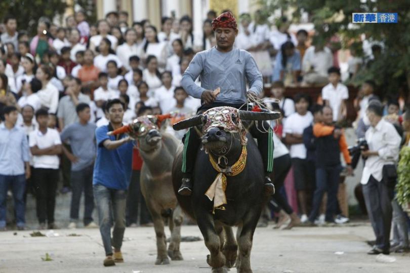 柬埔寨：騎水牛大賽】...