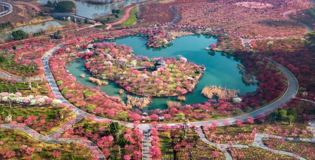 賞梅勝景：龍之夢梅園........