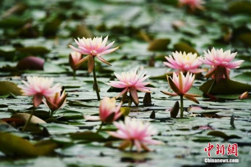 杭州西湖睡蓮暮春綻放 恍若步入“莫奈花園”...
