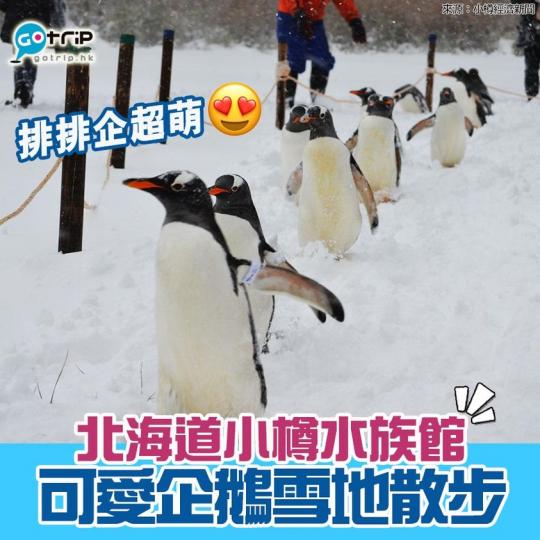 北海道小樽水族館的企鵝在雪地，排排企集體散步，畫面超可愛啊！...