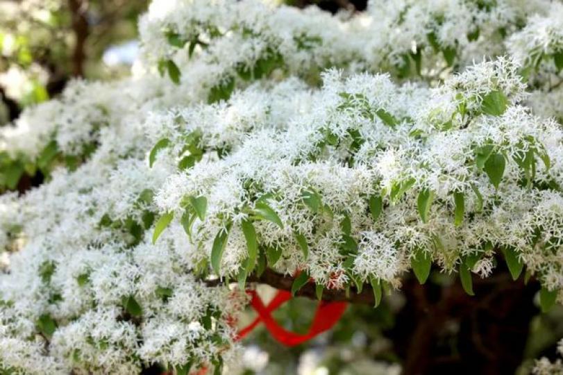 北京580歲的流蘇樹迎來盛花期...