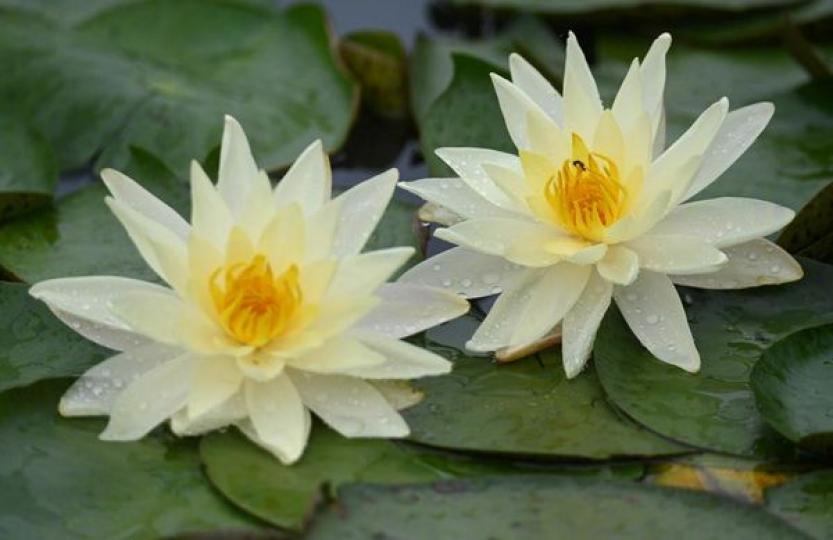 好运“莲莲”！夏日睡莲壁纸上新了...