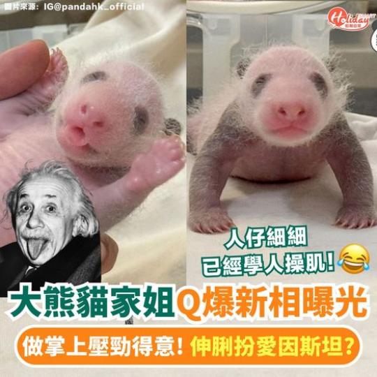 大熊貓龍鳳胎家姐做掌上壓勁得意...