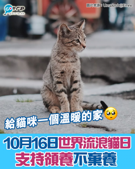 今日係世界流浪貓日
🐱以領養代替購買...
