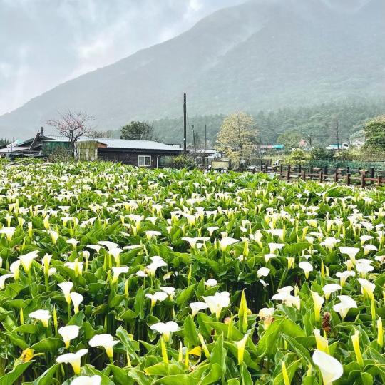 「唯美純白海芋田」即將開放...
