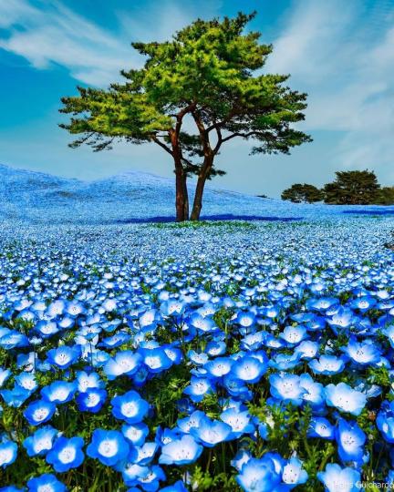 海濱公園中，有著蓬勃盛開的粉蝶花...