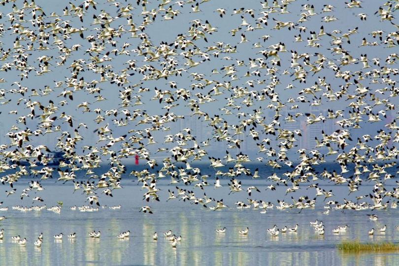 【雀鳥天堂米埔】李志榮、陳一年／圖...