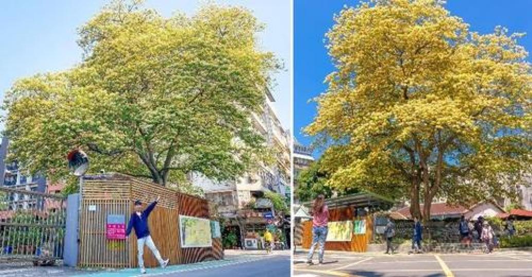 台電大樓附近的居民一定都認識這棵美樹...