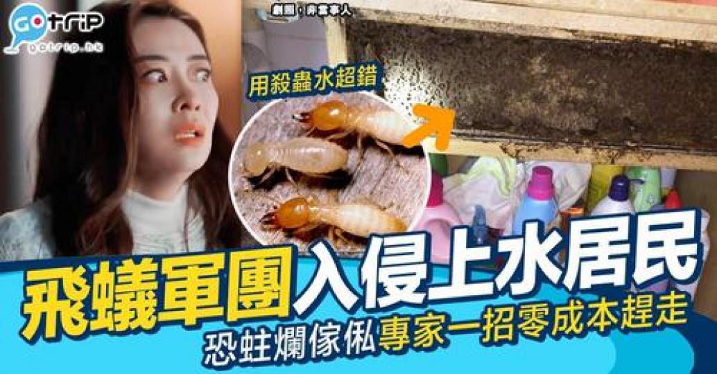 落雨真係特別多飛蟻，仲要成個星期都咁濕係咁飛嚟飛去...