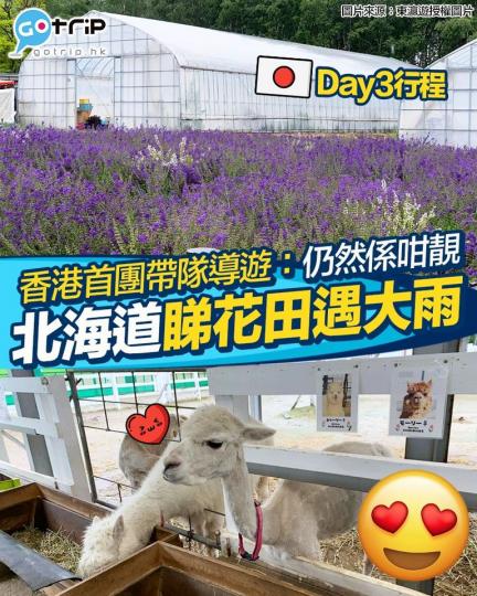 美瑛青池、富良野花田農場、仲見到草泥馬...