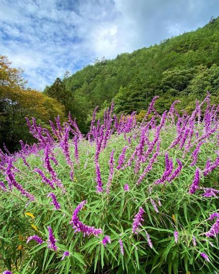 秋季限定「紫色浪漫鼠尾草」...