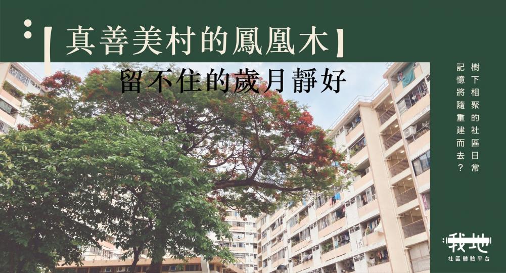 真善美村的鳳凰木 留不住的歲月靜好...