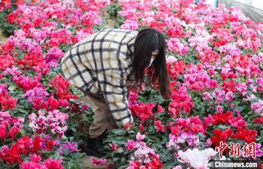 Xingqing district in Yinchuan city, Ningxia Hui autonomous region, is able to grow beautiful flowers...