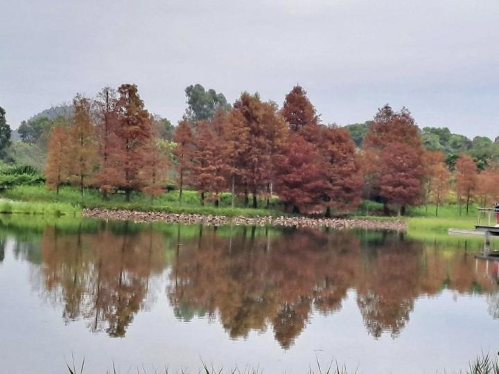 濕地公園天氣麻麻，不過用手機影左D相也唔錯...