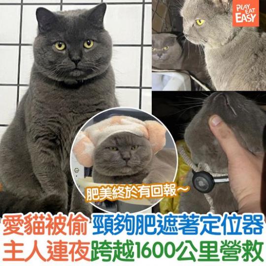 貓貓被偷，很多時候找回的機會都很渺茫...