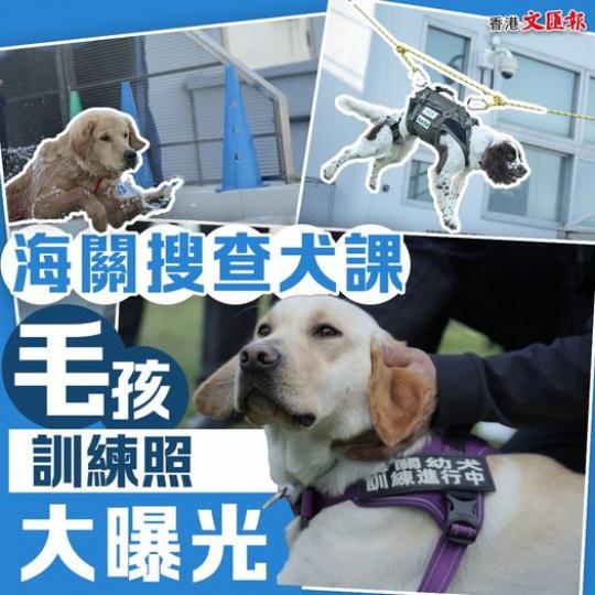 海關搜查犬課 毛孩訓練照大曝光...