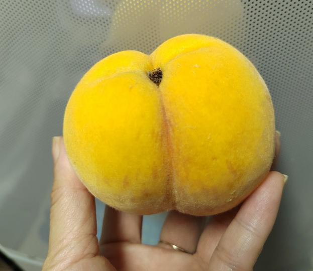 黃桃比陽山水蜜桃好食 ...]...