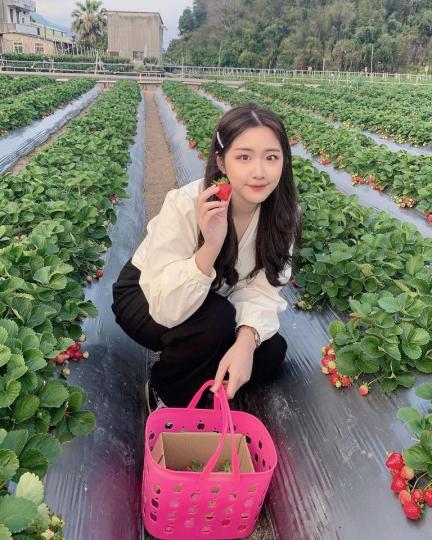 草莓控注意啦
🍓面積約450公頃的草莓園實在太好採...