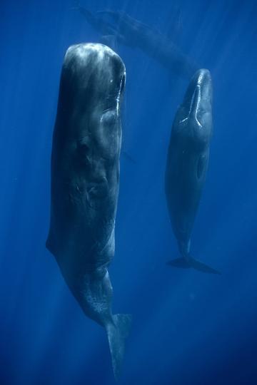 一位法國潛水攝影師拍
到抹香鯨睡眠的狀態圖
片。...