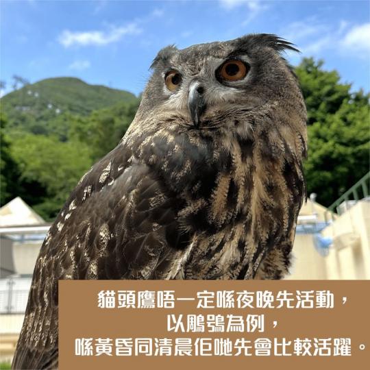 相入面嘅貓頭鷹品種叫做鵰鴞...