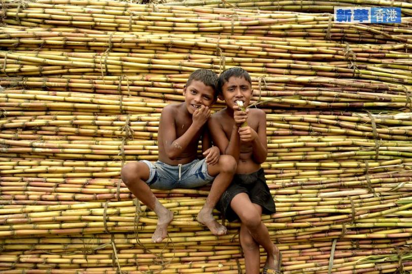 孟加拉國：收穫甘蔗 .......