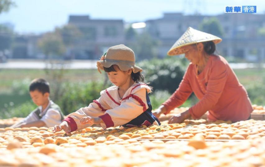 廣西恭城：柿子熟 曬餅忙...