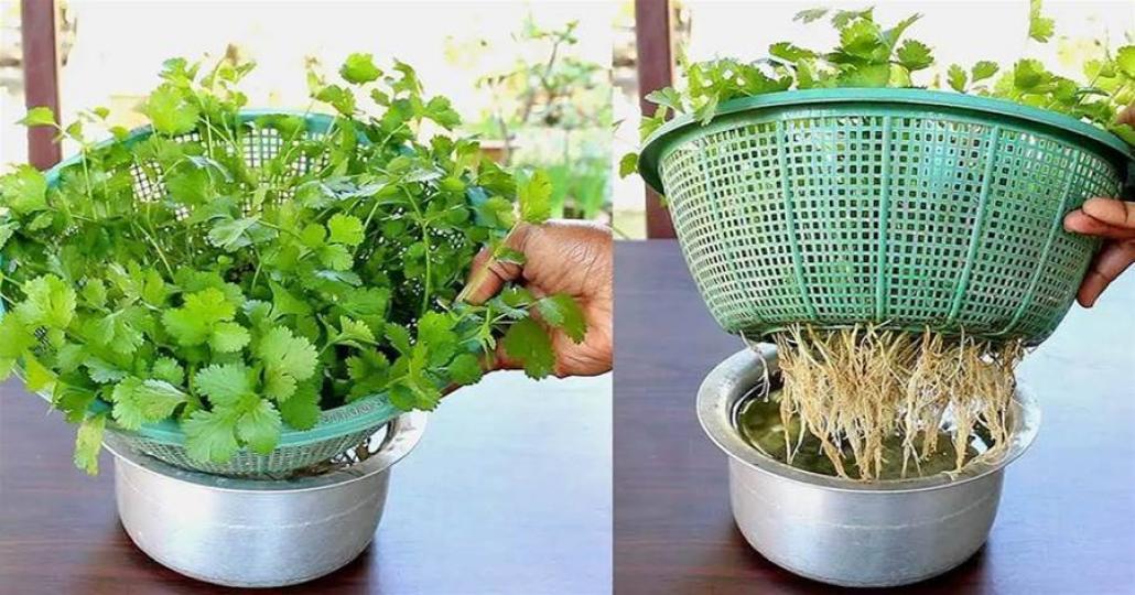 16香菜自己種，10天就能摘...