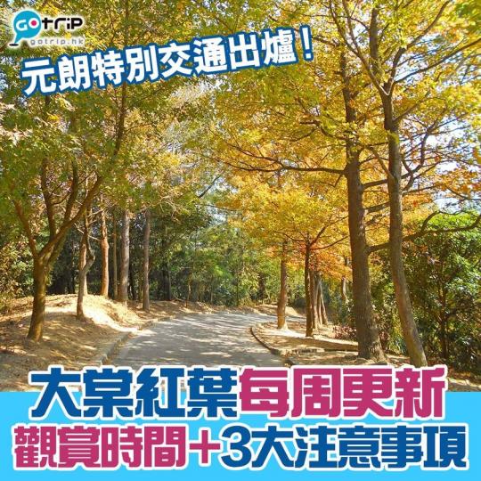 大棠紅葉開始變色，詳情：gotrip.hk/495210...