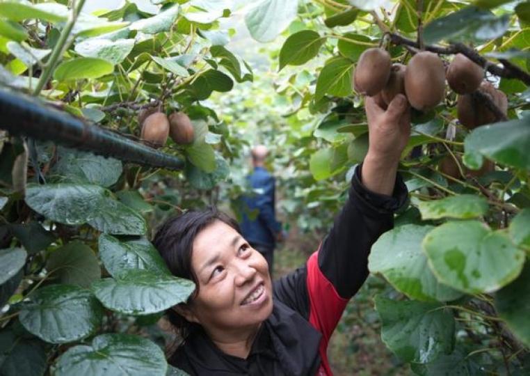 Farmers pick and pack kiwi fruits at a planting base in Zibo... Farmers pick and pack kiwi fruits at a planting base in Zibo...