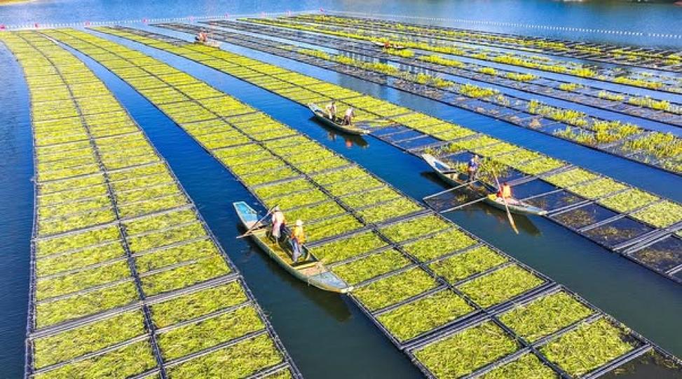 farmers are busy preparing lake gardens and planting seasonal water celery...