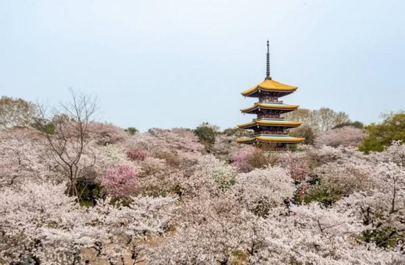 東湖磨山櫻花園.......