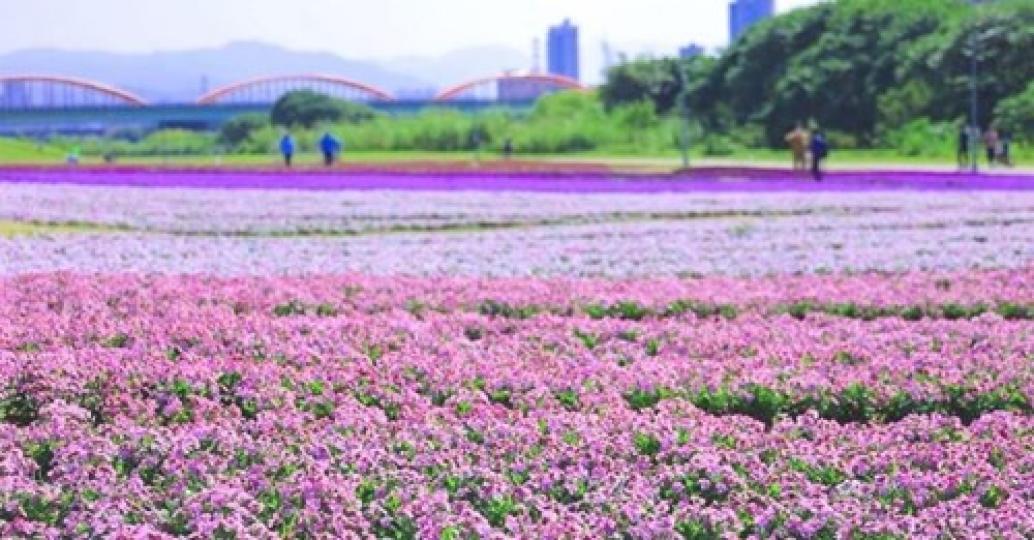 搭捷運就能看到浪漫的紫色天鵝絨花毯...