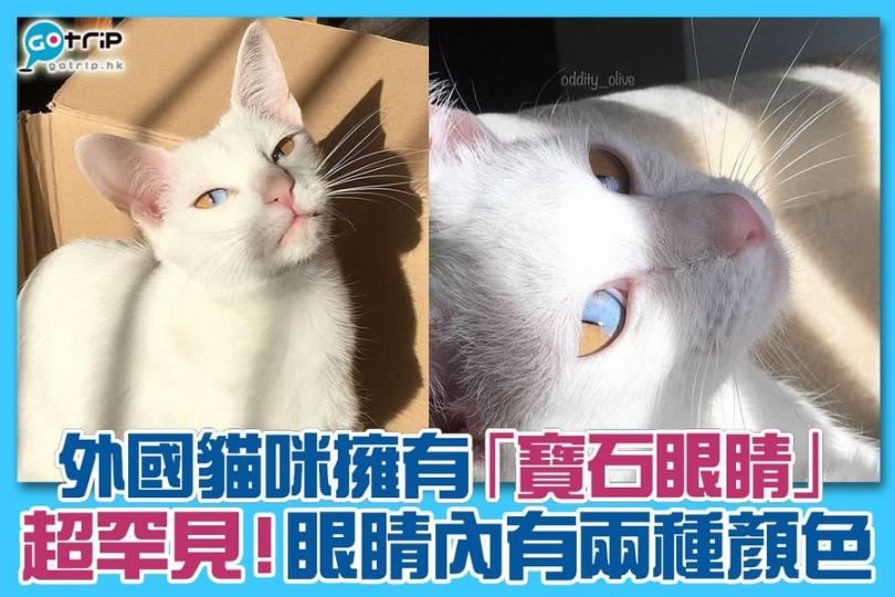 外國有一隻貓貓Olive有寶石般嘅眼睛...