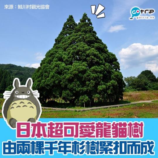 沒想到是由兩棵千年杉樹緊扣而成！...