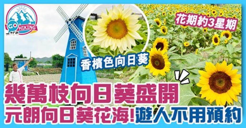 今年仲有香檳色向日葵添！詳情：https://www.gotrip.hk/606190/...