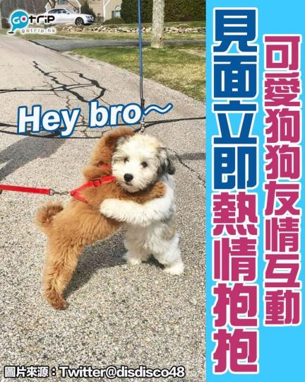 呢兩隻汪星人，散步時巧遇對方， 仲立即熱情抱抱，真係好得意啊...